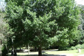 Large thriving Nuttall Oak