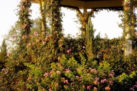 Lovely gazebo with climbing vines