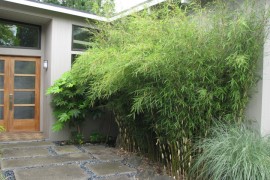 Non-invasive clumping bamboo near a front entrance