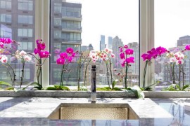 Orchids are a popular hydroponic plant