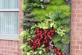 Outdoor living wall featuring a range of plants