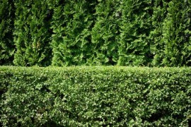 Privacy fence created with Arborvitae