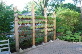 Privacy screen of plants