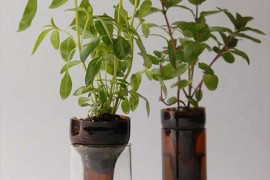 Self Watering Planter DIY