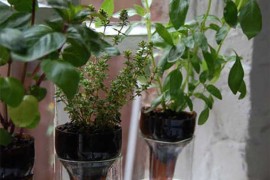 Self Watering Planters