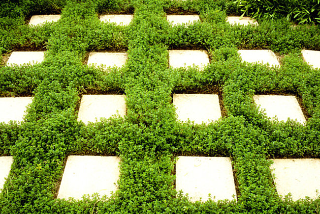 Square pavers and thyme create a modern green look