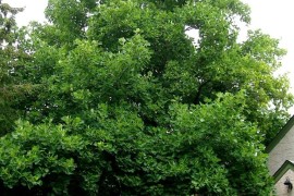 Tall Tulip Tree in a front yard