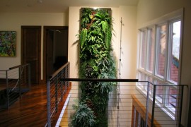 Tall living wall in an airy hallway