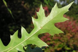 The leaf of the Nuttall Oak tree