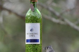 Wine Bottle Bird Feeder DIY with Bluejay