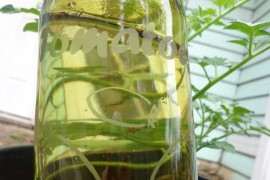 Wine Bottle Plant Waterer DIY