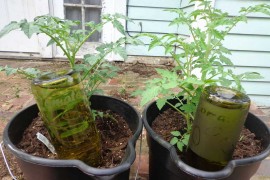 Wine Bottle Waterers