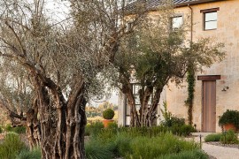 Landscape around the ranch house with olive trees