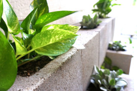Concrete block wall with Golden Pothos