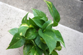 Golden pothos plant