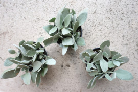 Kalanchoe plants