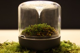 Natural process of evaporation and condensation provide water to the moss