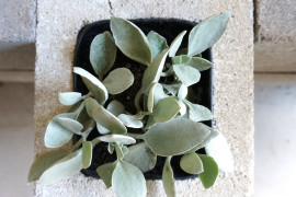 Planting in your cinder block wall