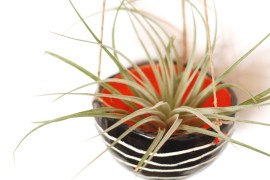 Black and orange hanging planter from McCheek's Mayhem