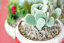 Colorful vintage containers hold succulents in the home of Kimi Encarnacion