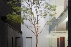 Narrow courtyard with a single tall tree