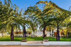 Natural greenery elevates the appeal of the midcentury home