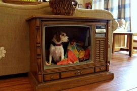 Old television set turned into a stylishly retro dog bed