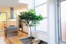 Small natural area for a tree inside a home