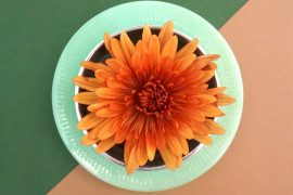 A Thanksgiving color palette