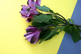 Purple alstroemeria make a regal statement