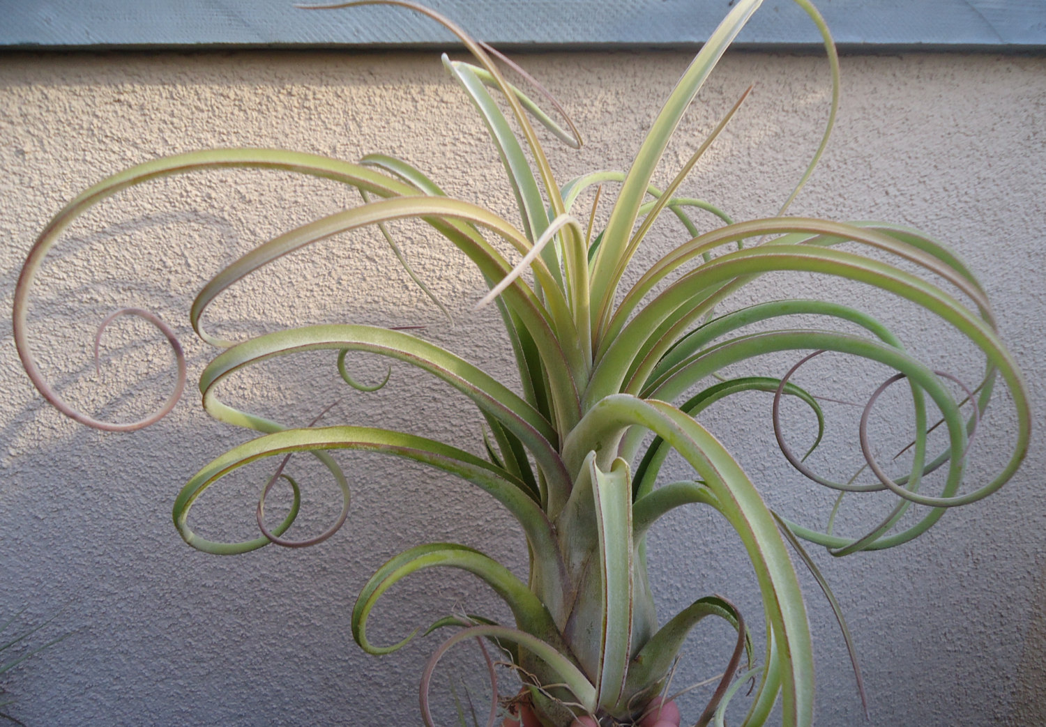 Unique Air Plants Types for Small Space