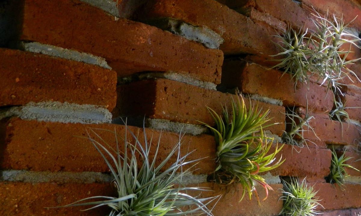 40 Stunning Photos Featuring Varieties and Types of Air Plants