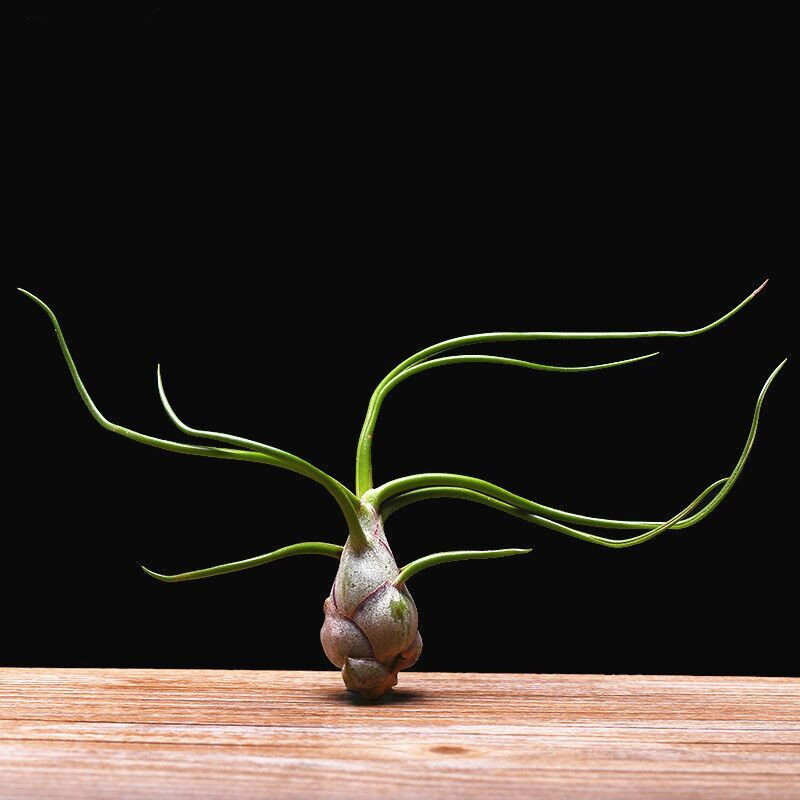 40 Stunning Photos Featuring Varieties and Types of Air Plants