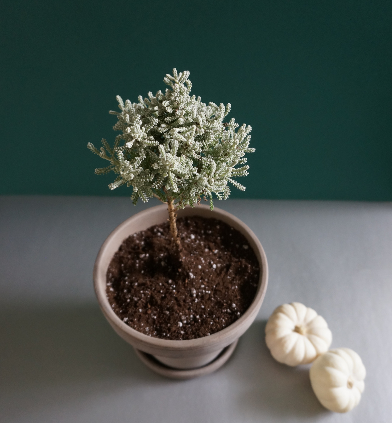 Potted Topiary Tips That Maximize Greenery