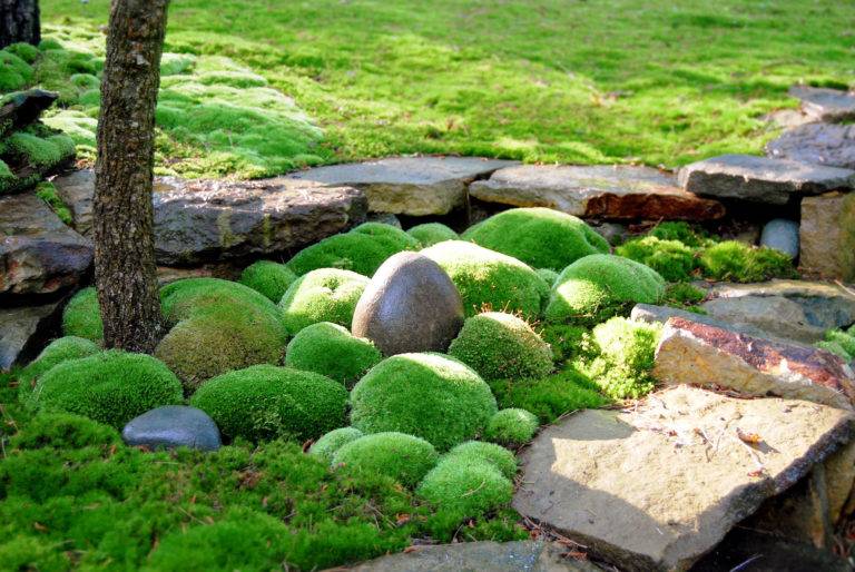 Peaceful Zen Garden Ideas To Add Calm To Your Backyard Decoist