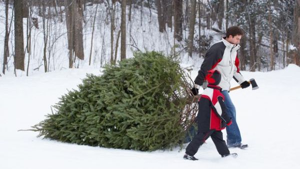 Picking the right Christmas Tree