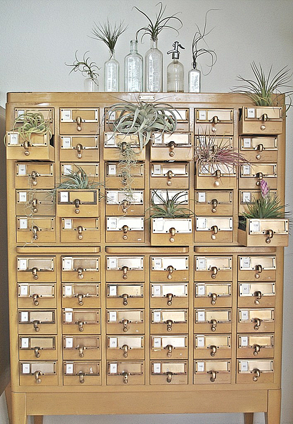 air plant cabinet of curiosities.png