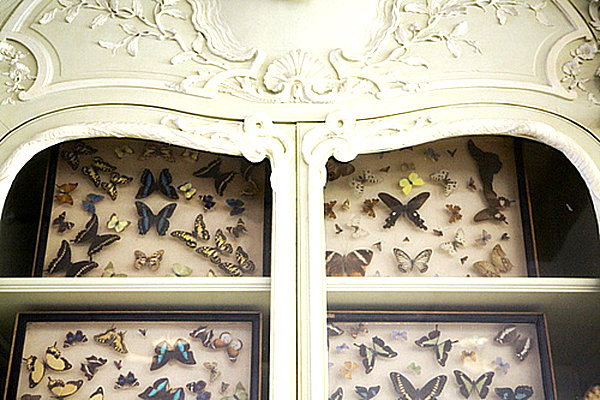 cabinet of curiosities butterflies