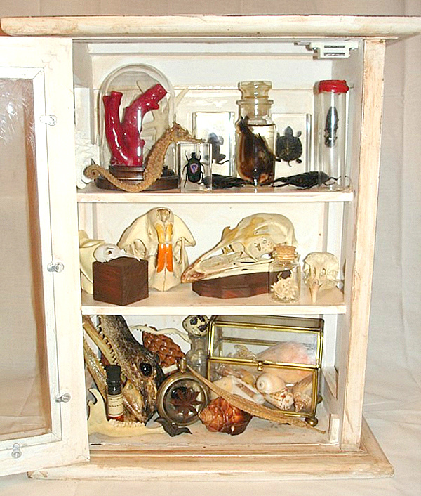 Create a Cabinet of Curiosities at your Home - The Socialite Family