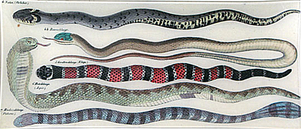 decoupage-botanical-plate-snakes