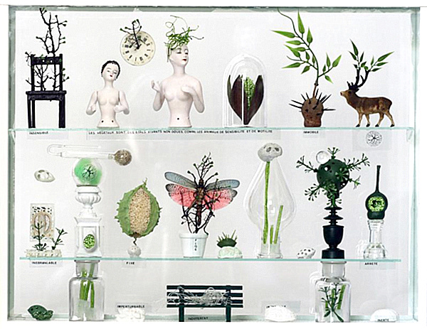 Create A Cabinet Of Curiosities