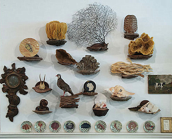 mushroom shelves curiosities