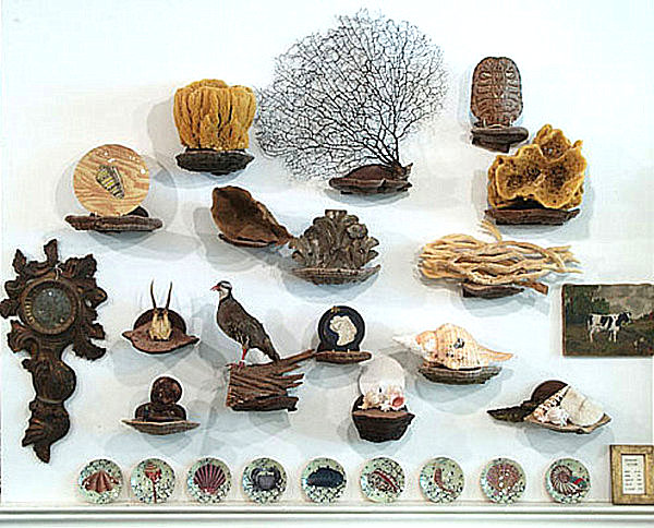 mushroom-shelves-curiosities1