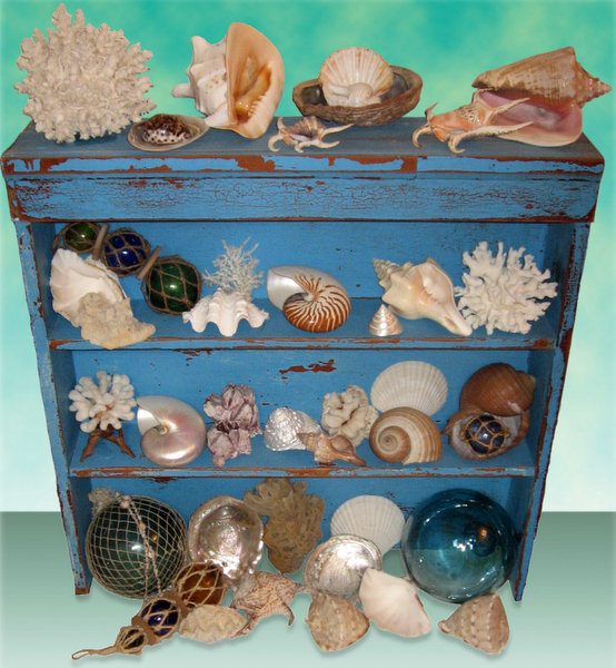 seashell cabinet of curiosities