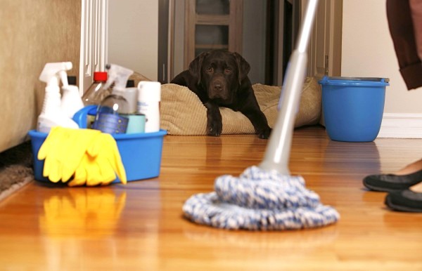 spring cleaning with dogs