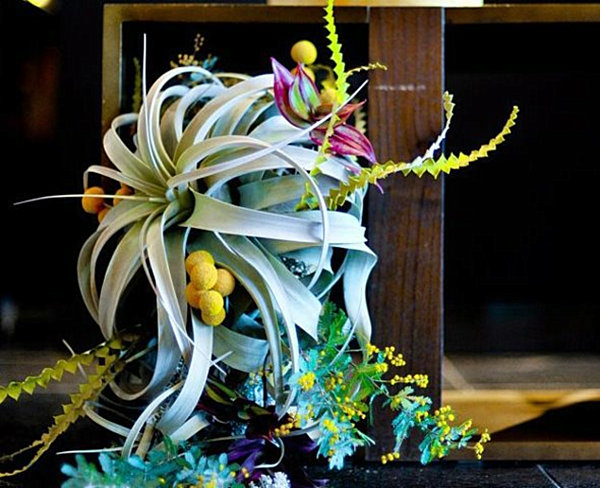 air plant centerpiece arrangement