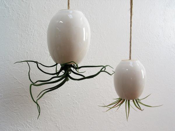 decorating-with-air-plants