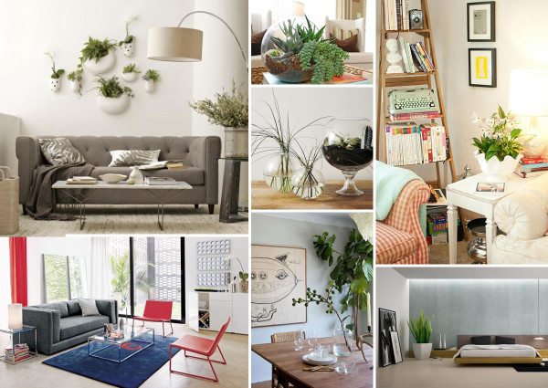 Decorating With Houseplants, How To Decorate The House With Plants