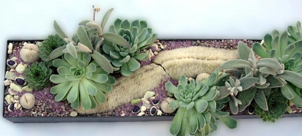 succulent indoor gardens