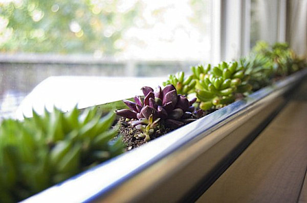 modern succluent windowbox planter